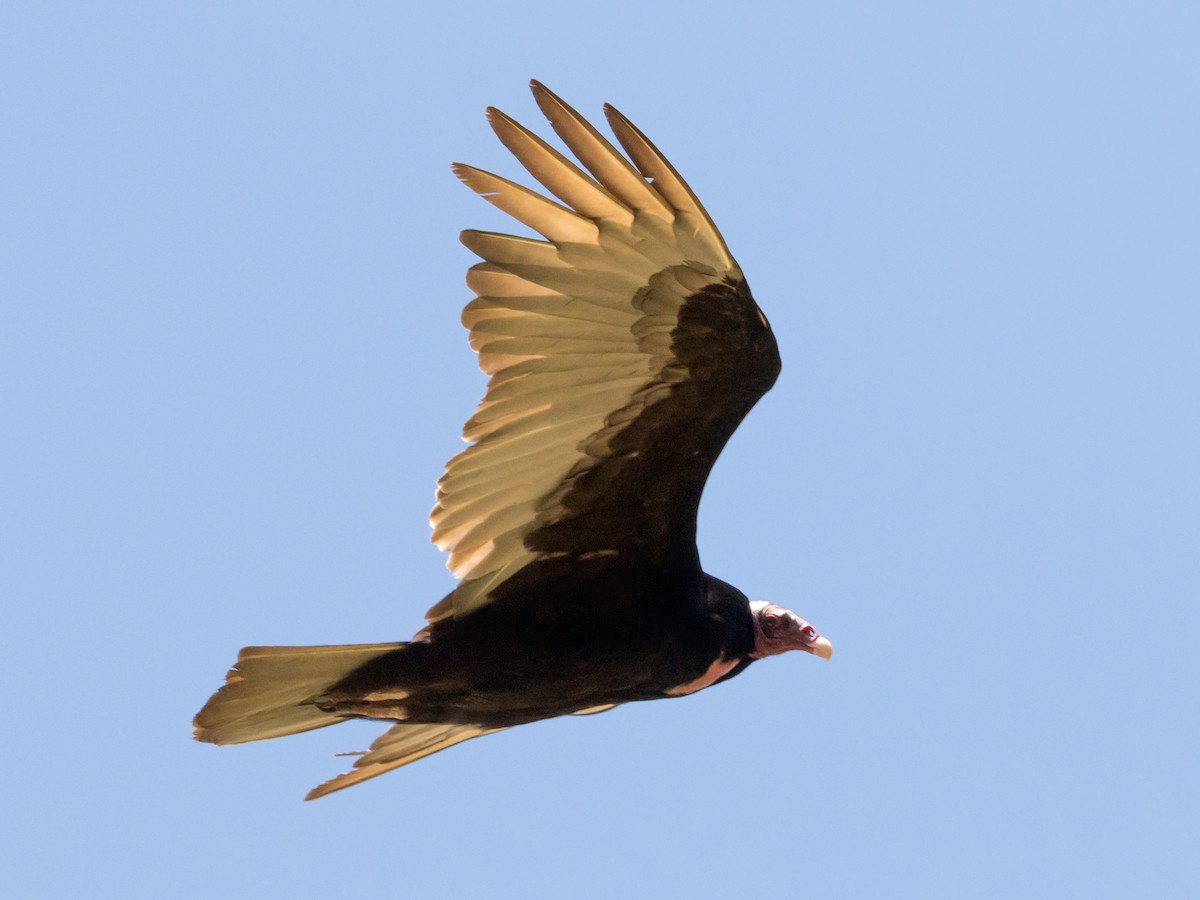 Turkey Vulture - ML623123299