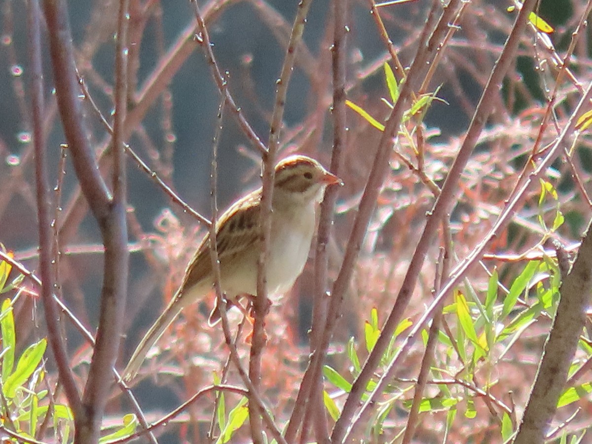 Clay-colored Sparrow - ML623123328