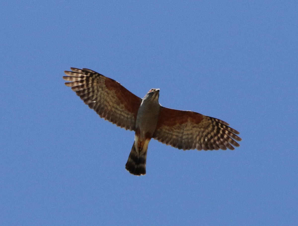 Rufous-thighed Kite - ML623123387