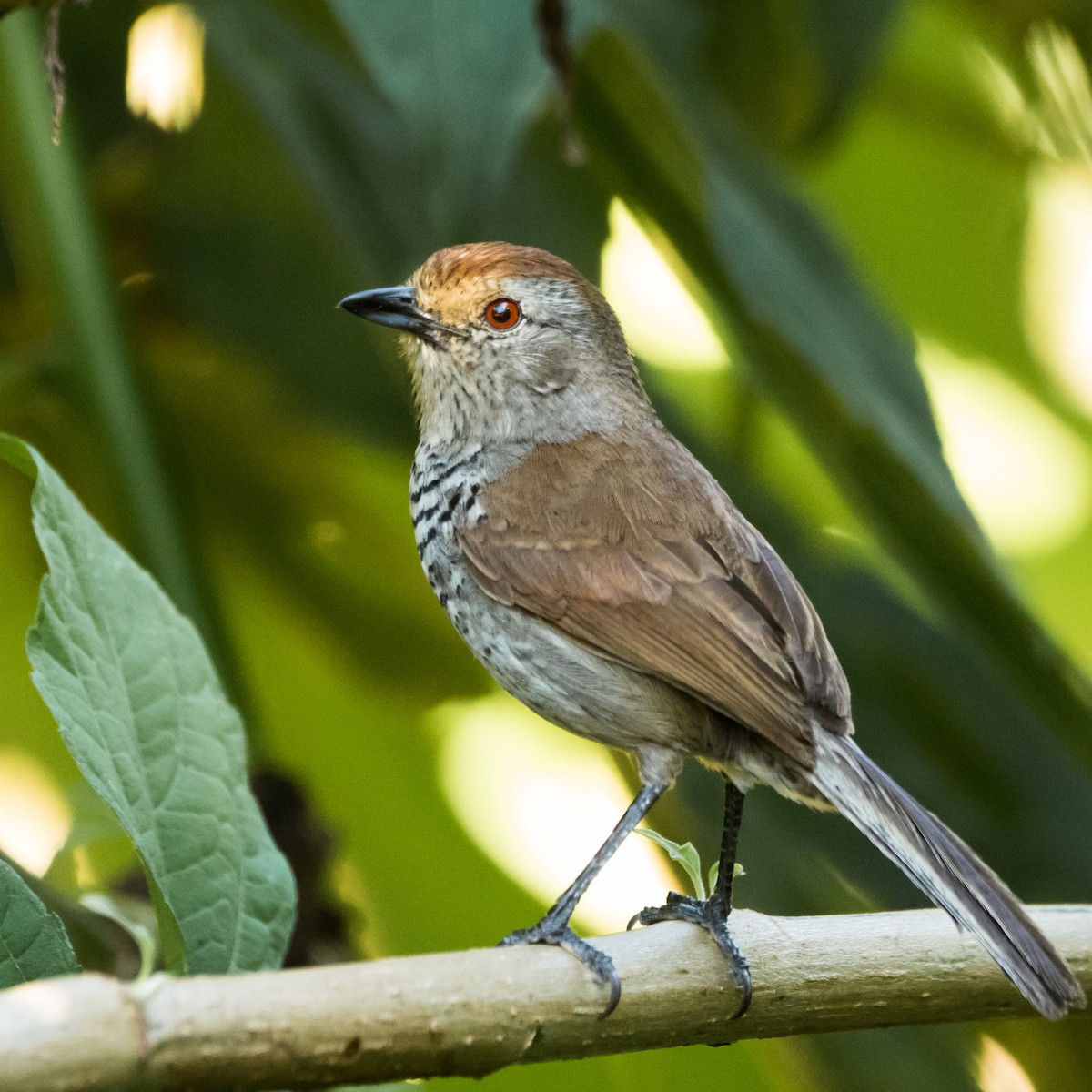 Rufous-capped Antshrike - ML623123398