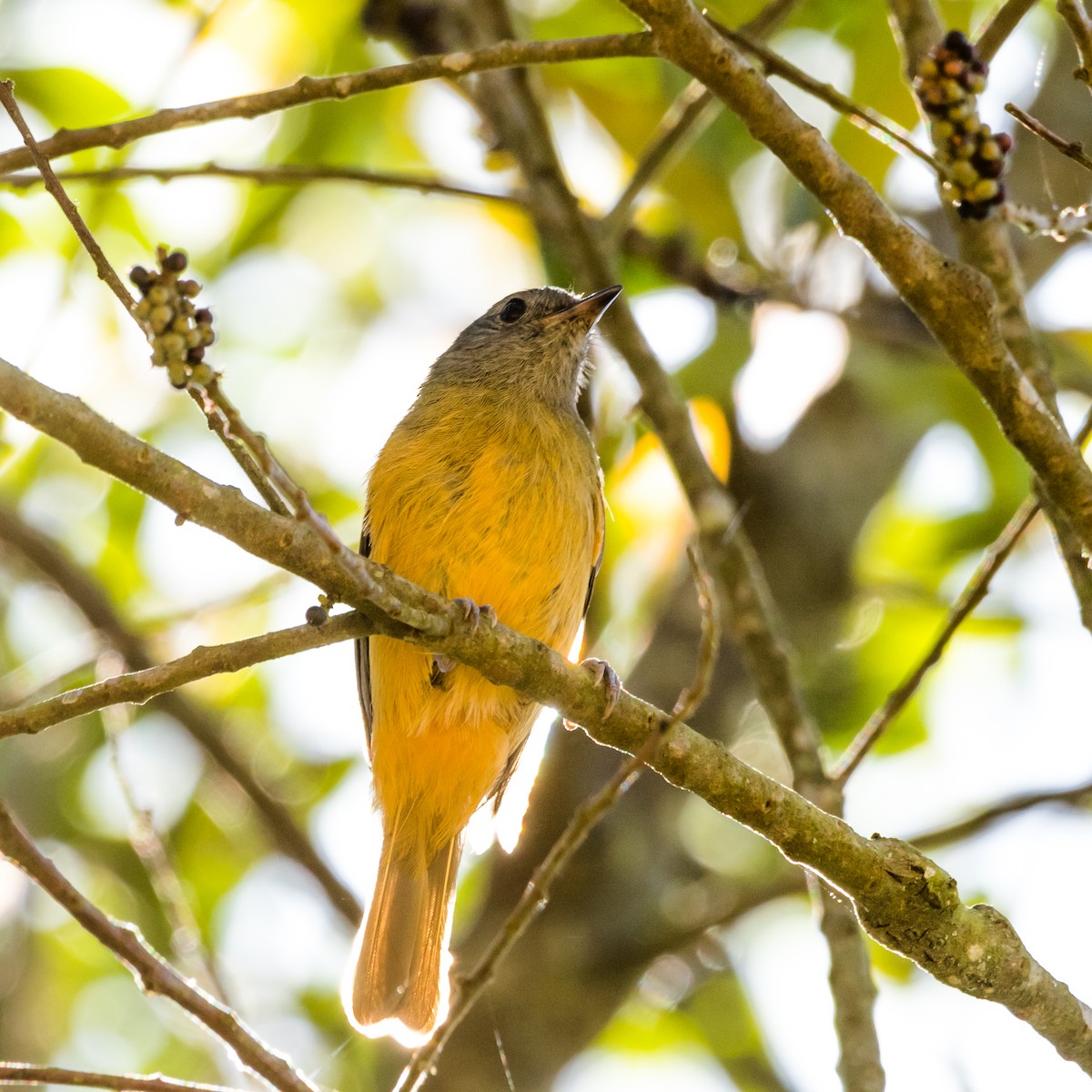 Gray-hooded Flycatcher - ML623123420