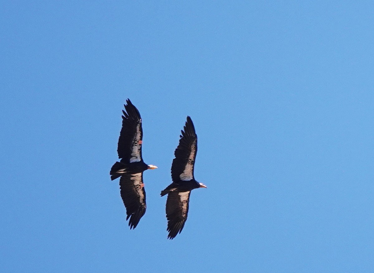 California Condor - ML623123425