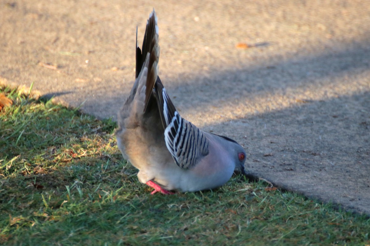 Crested Pigeon - ML623123441