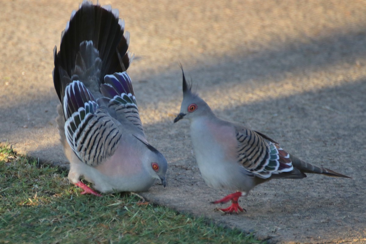 Crested Pigeon - ML623123442