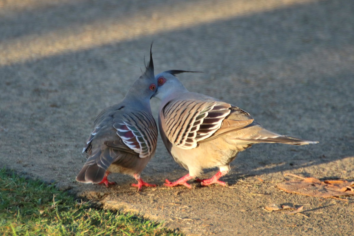 Crested Pigeon - ML623123443