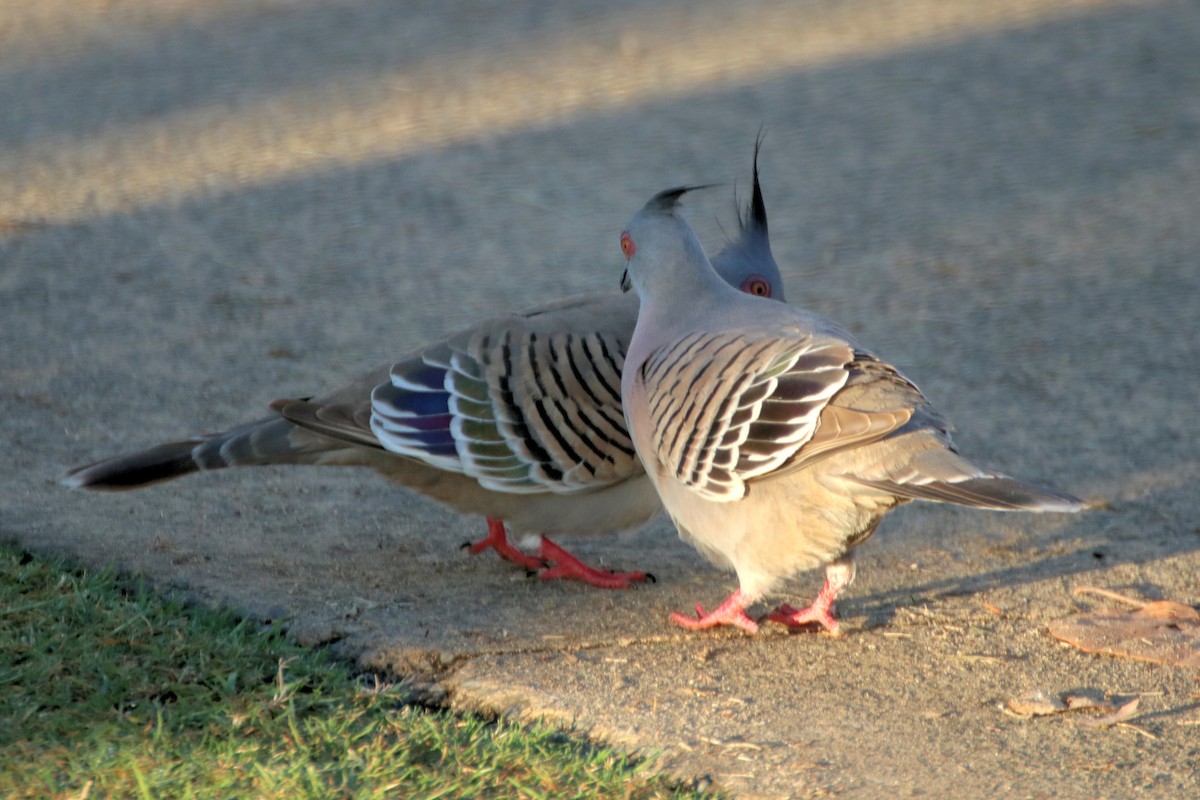 Crested Pigeon - ML623123444