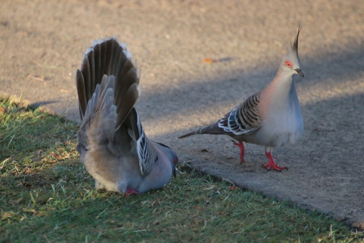 Crested Pigeon - ML623123445