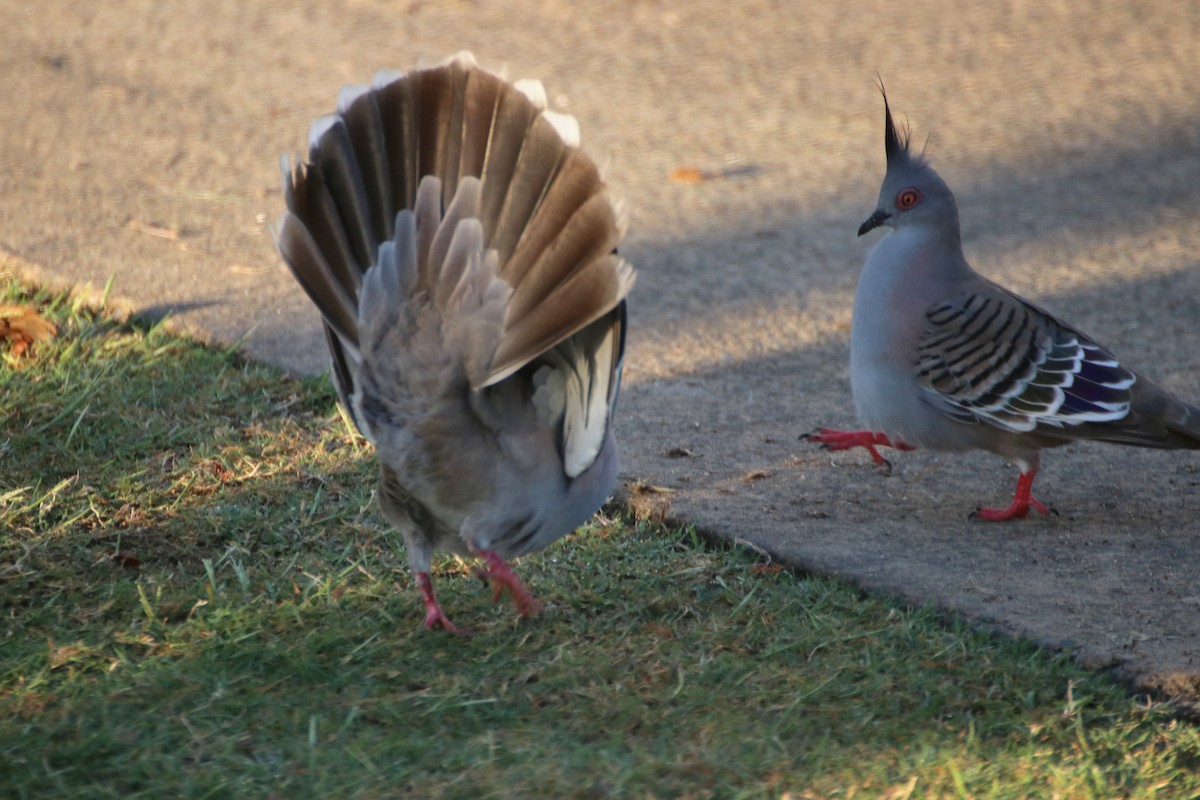 Crested Pigeon - ML623123446