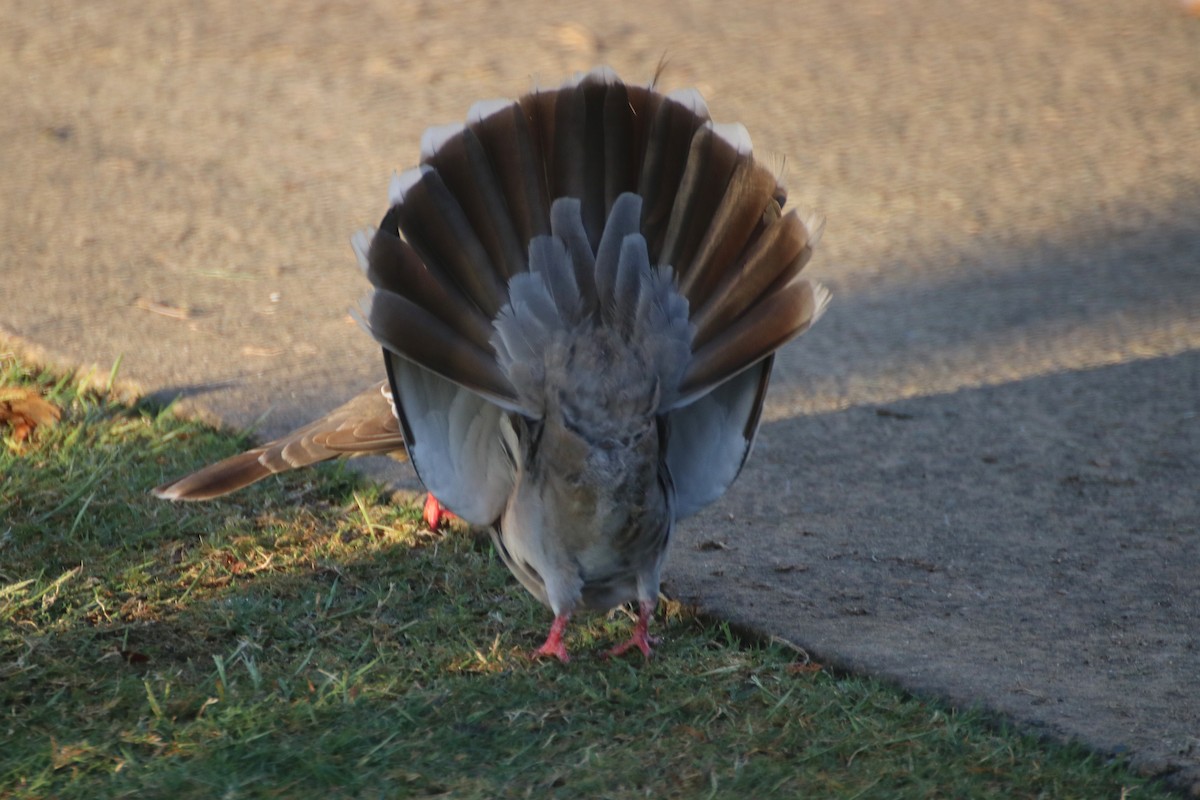 Crested Pigeon - ML623123447