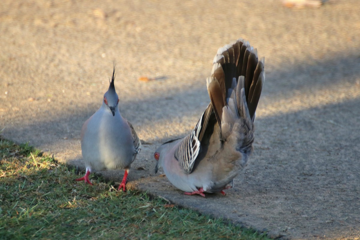 Crested Pigeon - ML623123448