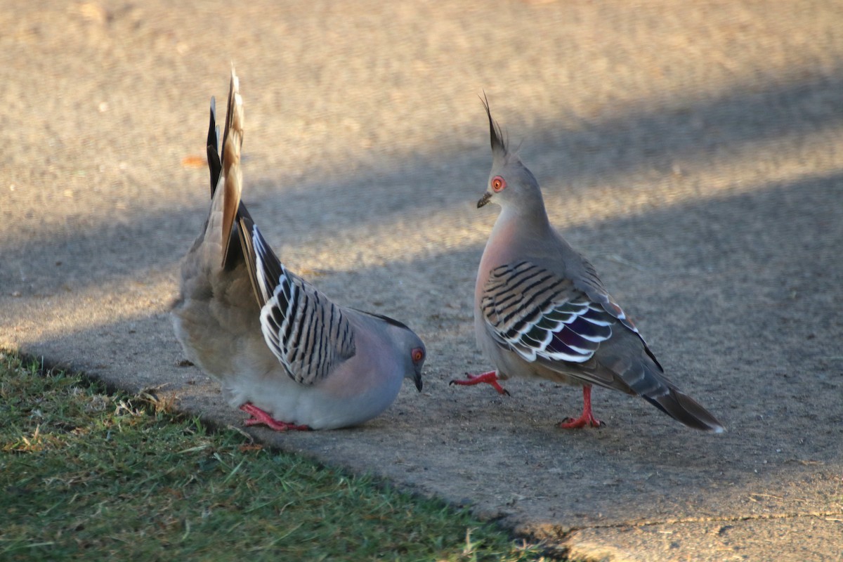 Crested Pigeon - ML623123449