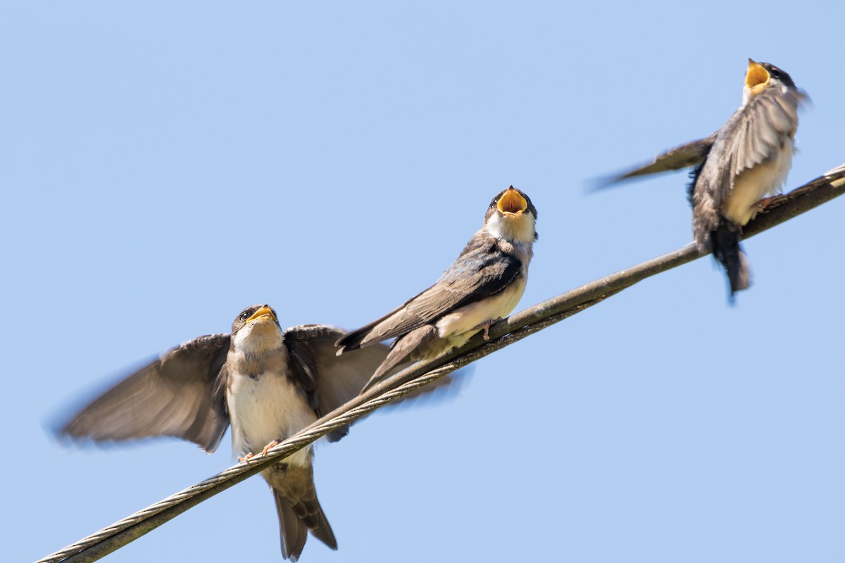 Blue-and-white Swallow - ML623123460