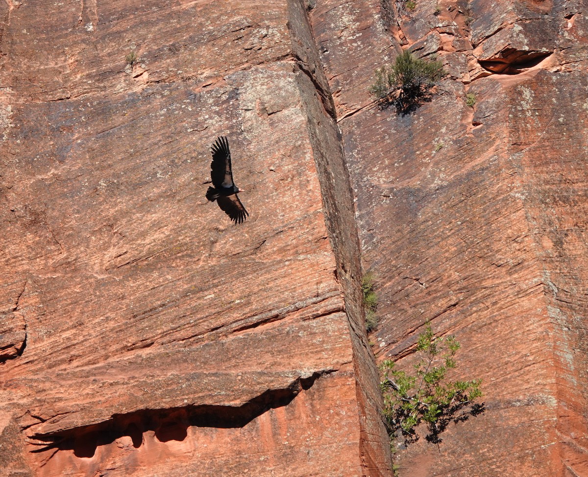 California Condor - ML623123465