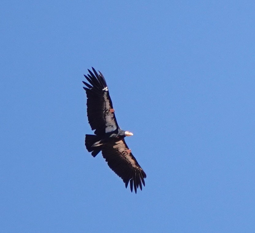 California Condor - ML623123480