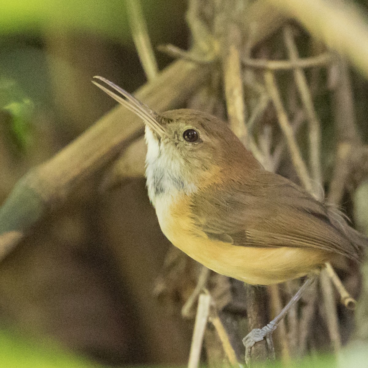 Long-billed Gnatwren - ML623123489