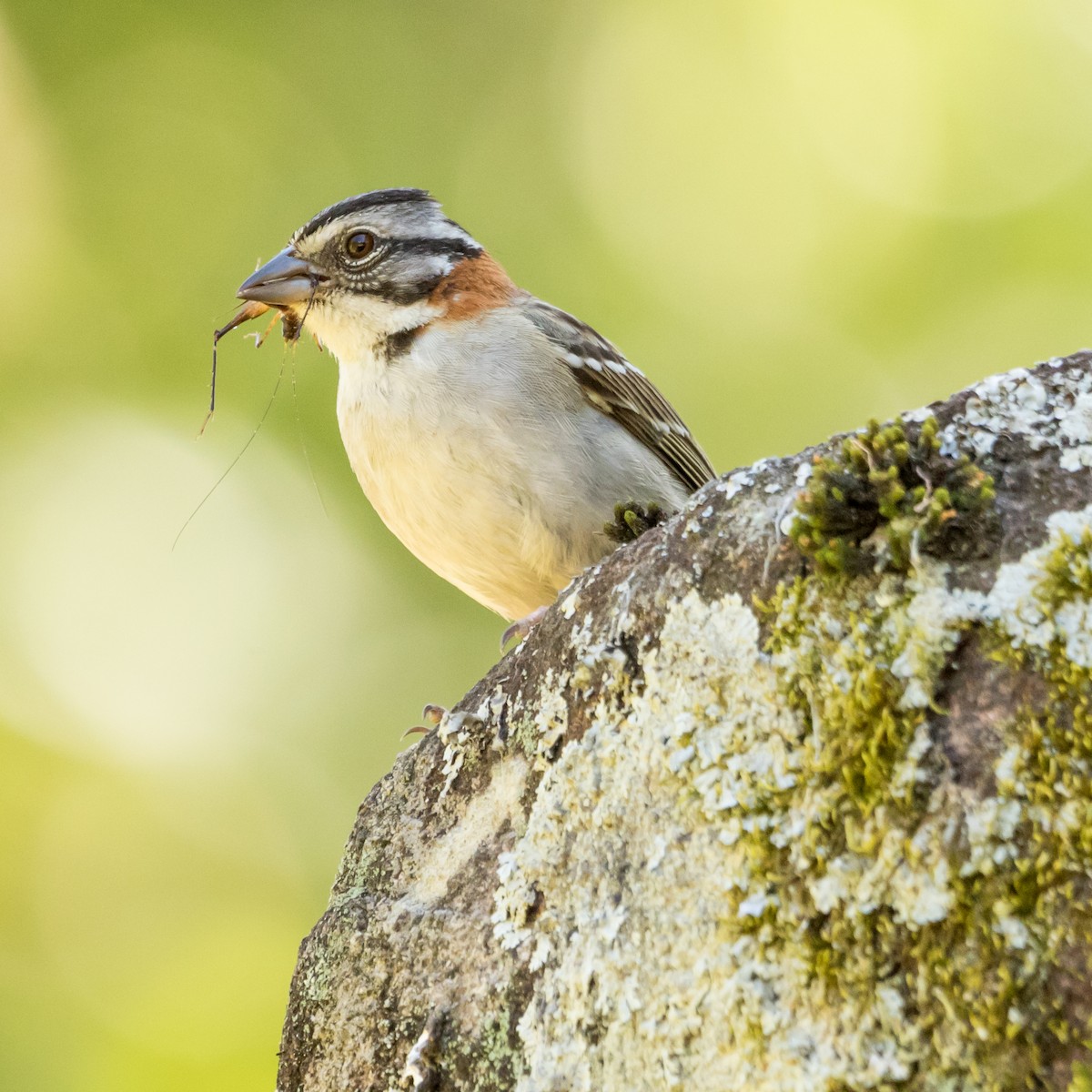 Rufous-collared Sparrow - ML623123504