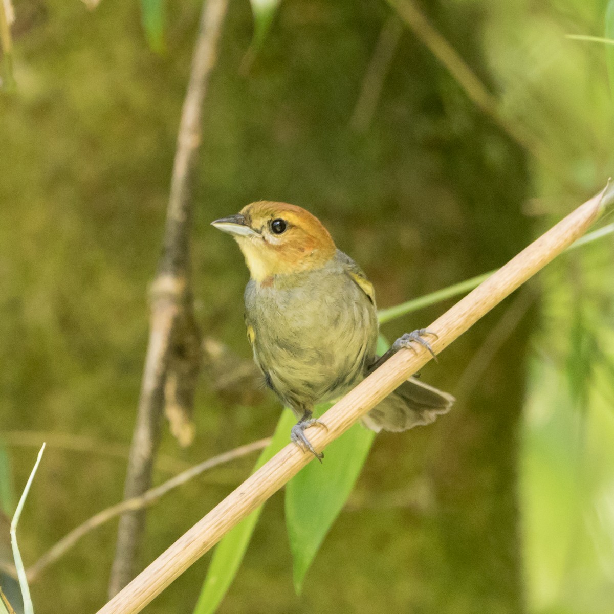 Chestnut-headed Tanager - ML623123526