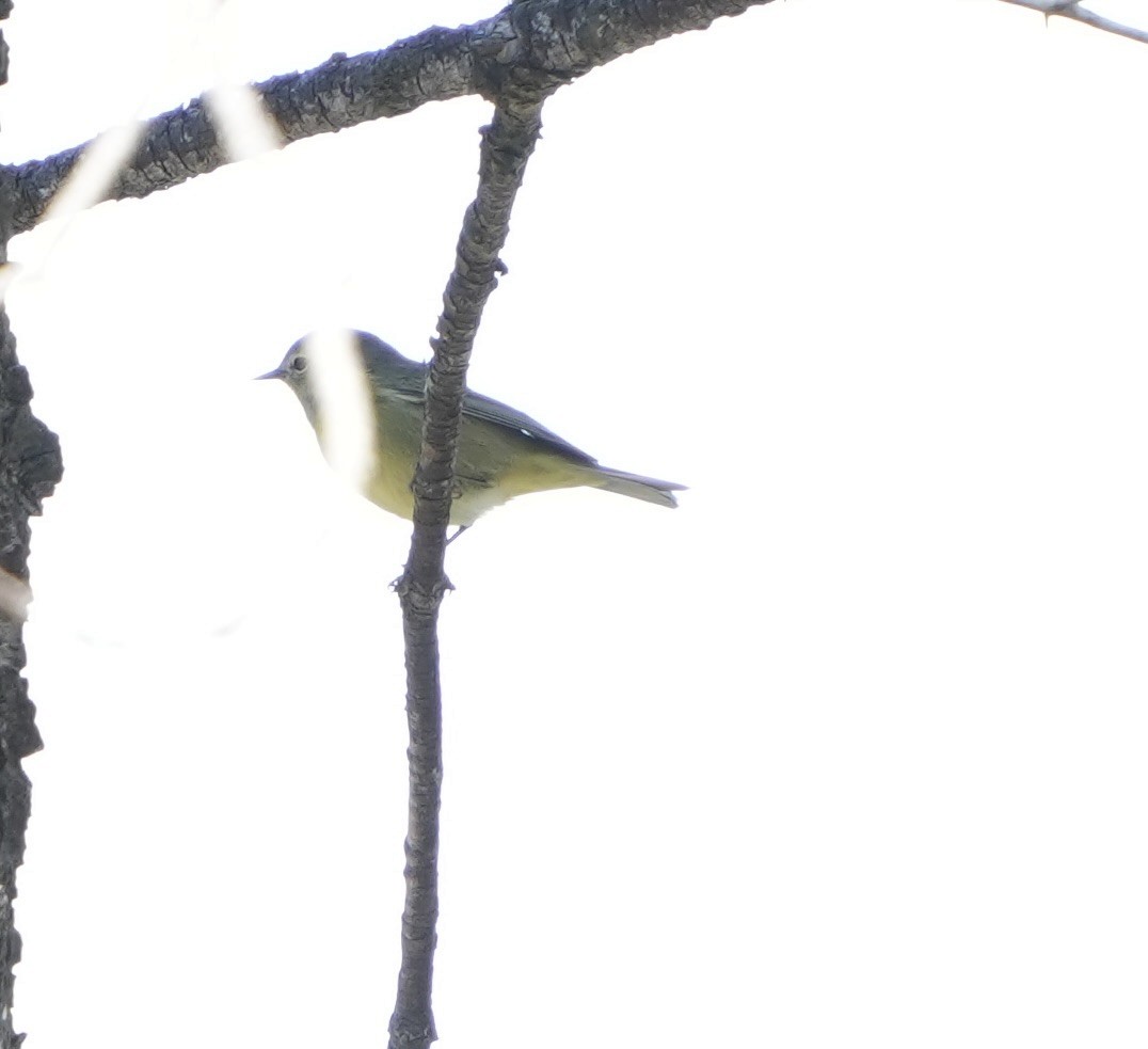 Nashville Warbler - ML623123610