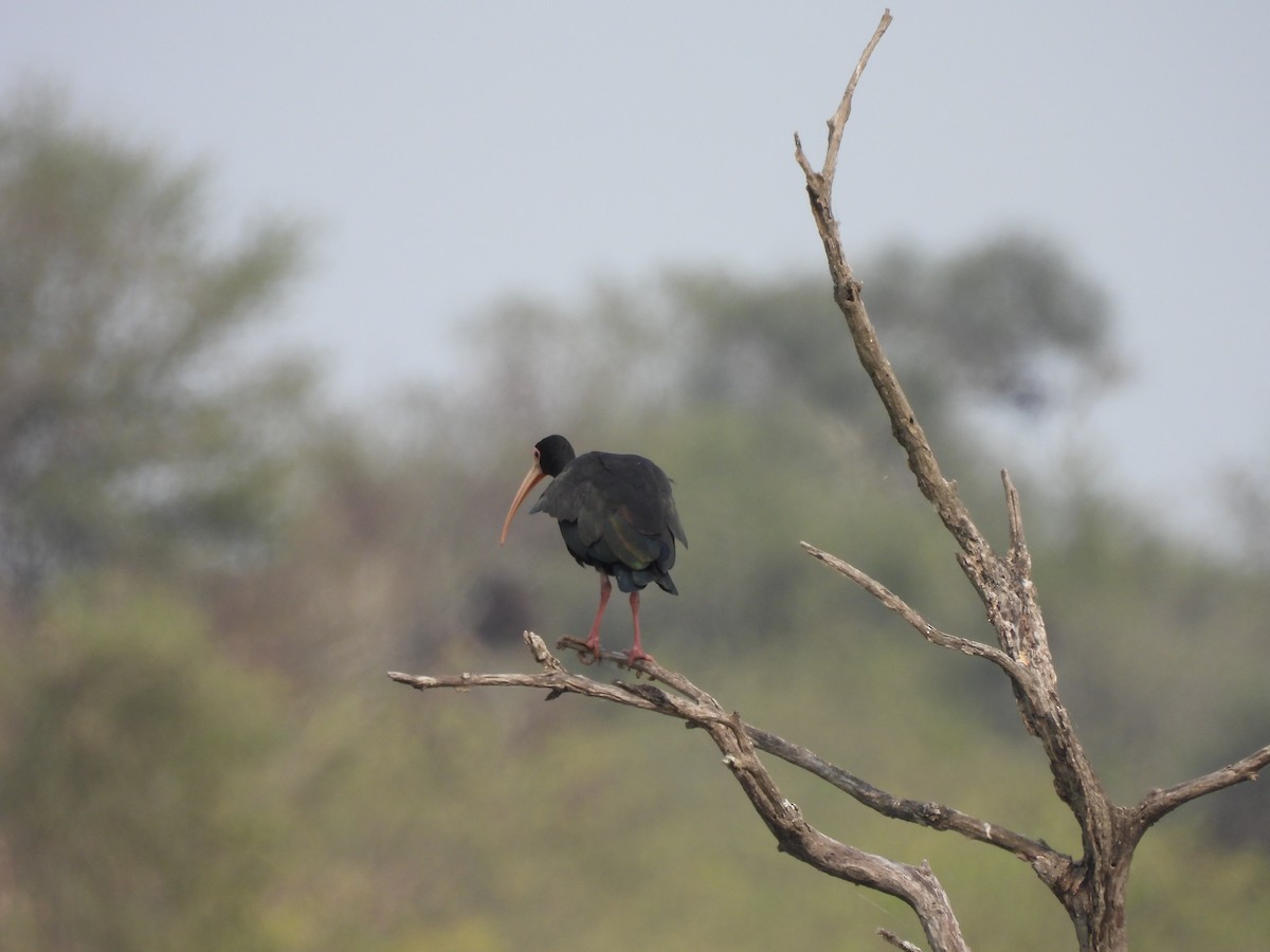 Bare-faced Ibis - ML623123611