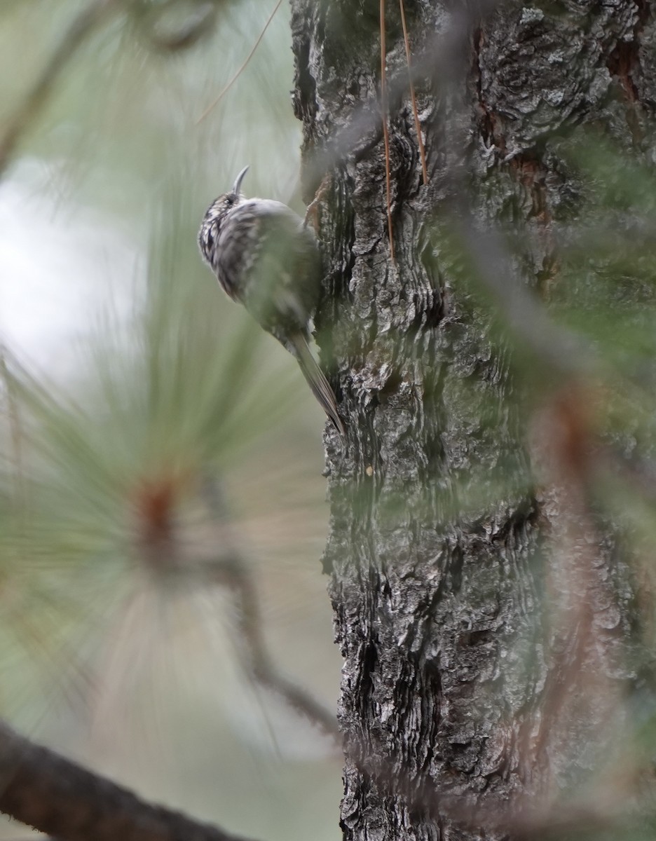 Brown Creeper - ML623123614