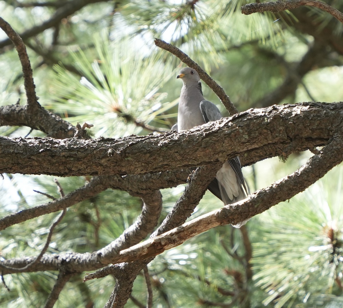 Band-tailed Pigeon - John Rhoades