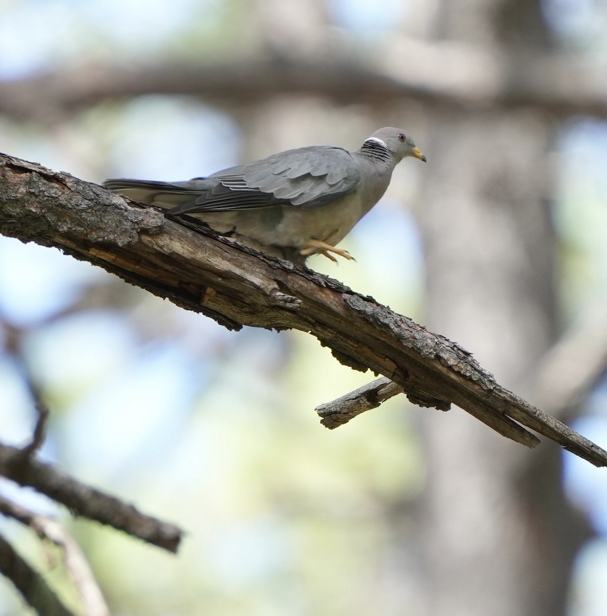 Band-tailed Pigeon - ML623123625