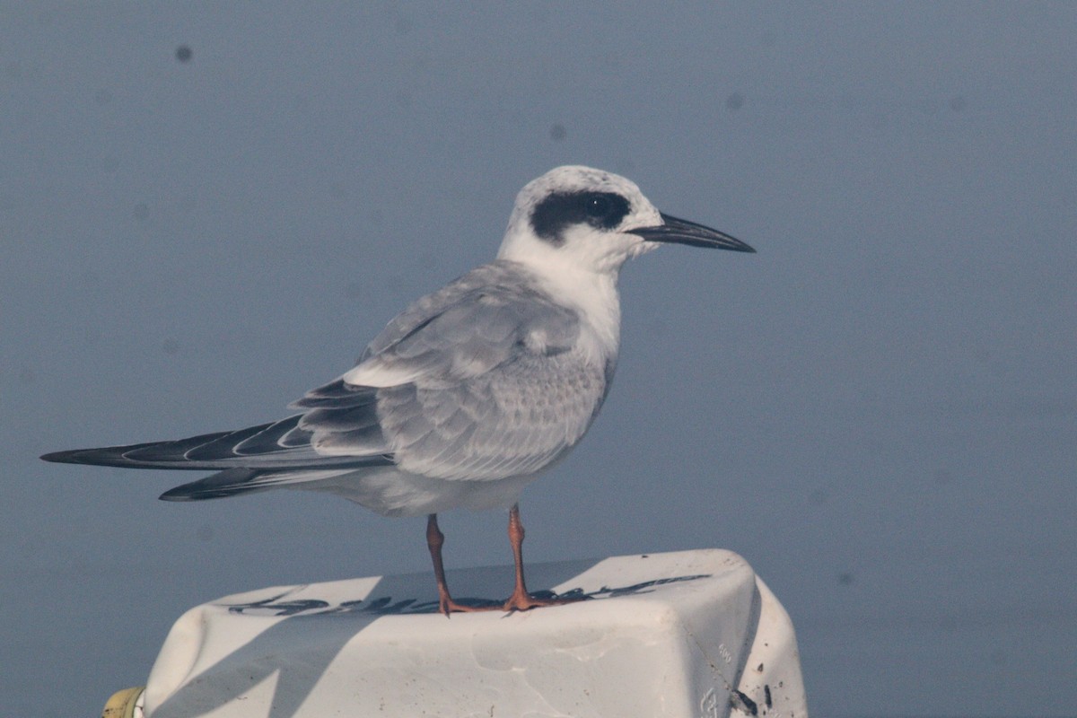 Forster's Tern - ML623123640