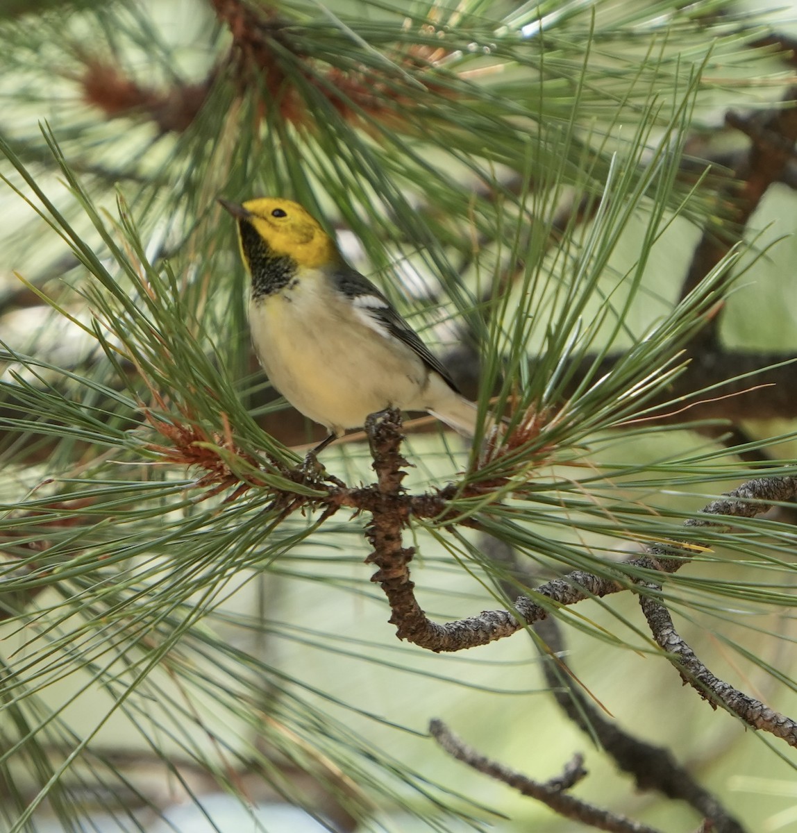 Hermit Warbler - ML623123650