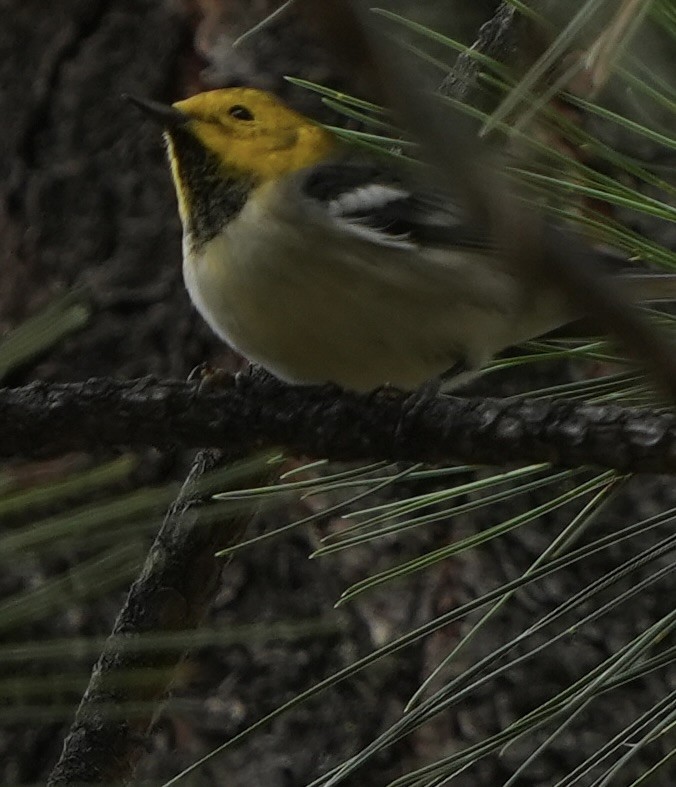 Hermit Warbler - ML623123656