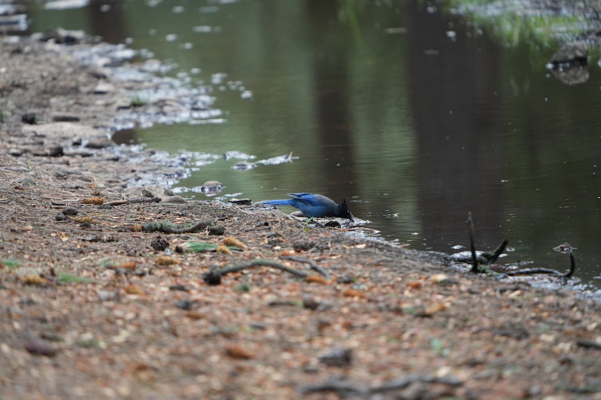 Steller's Jay - ML623123662