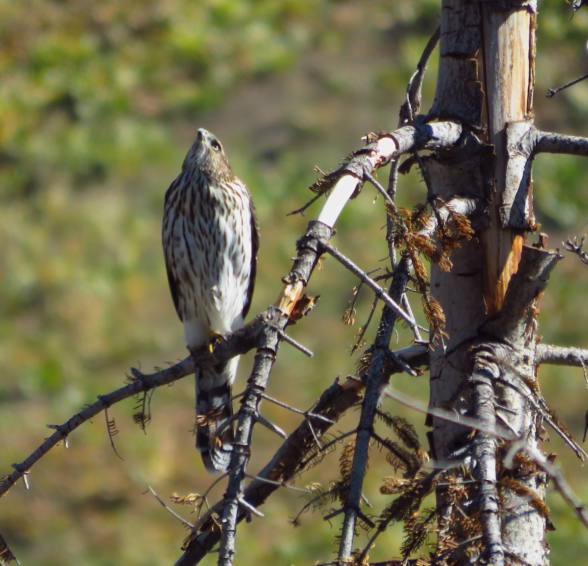 Cooper's Hawk - ML623123666