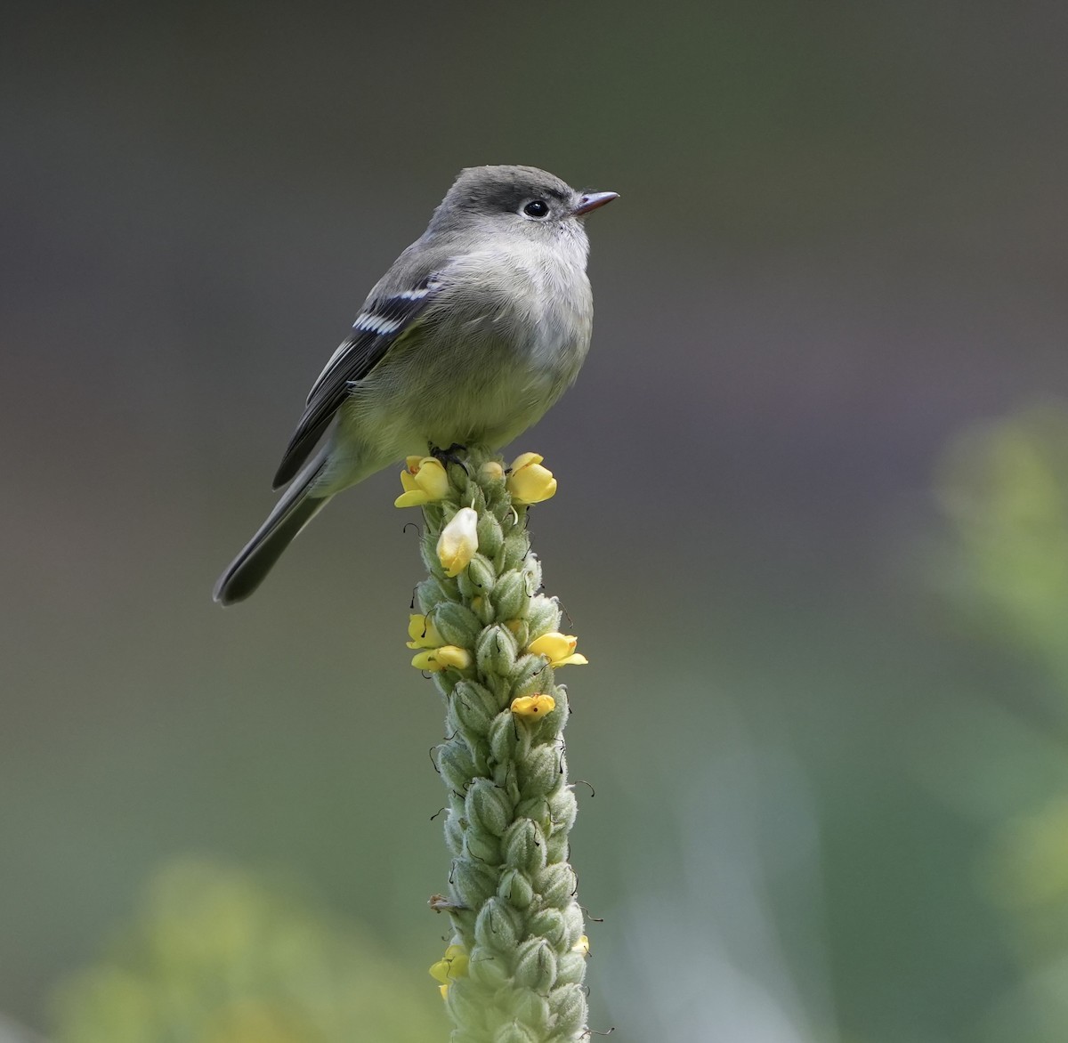 Hammond's Flycatcher - ML623123669