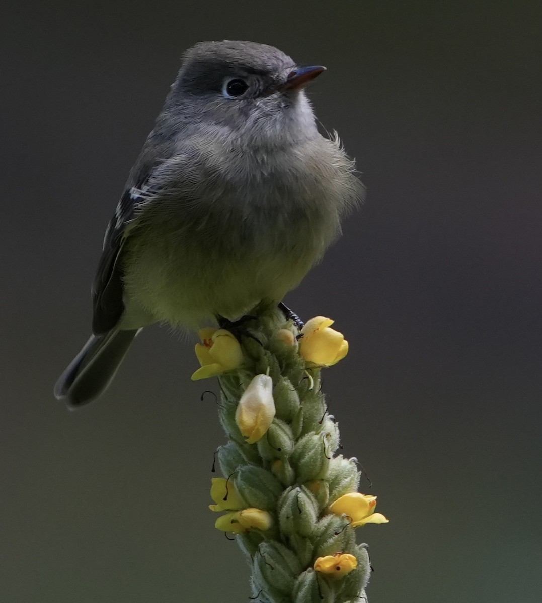 Hammond's Flycatcher - ML623123674