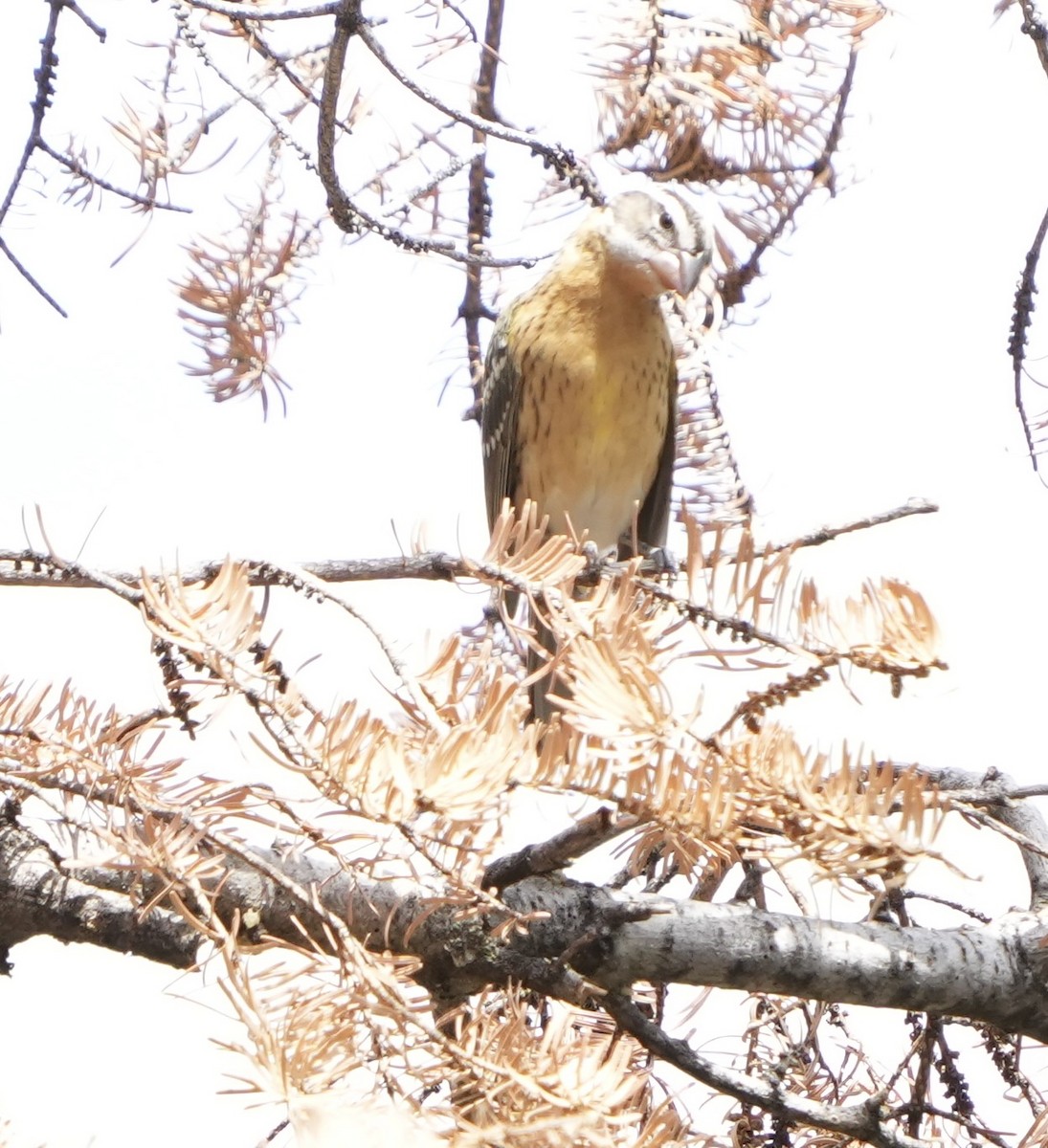 Black-headed Grosbeak - ML623123692