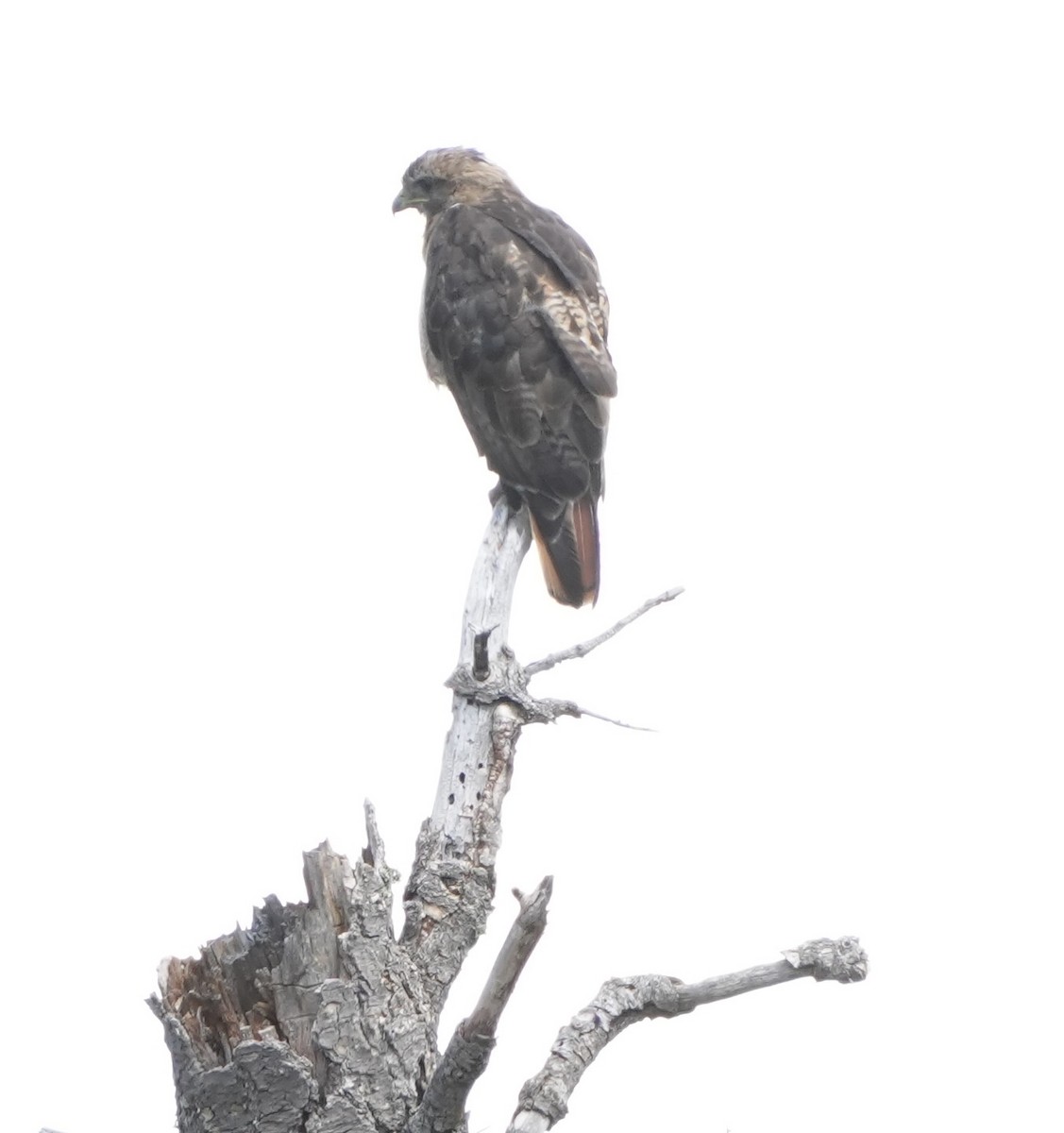 Red-tailed Hawk - ML623123696