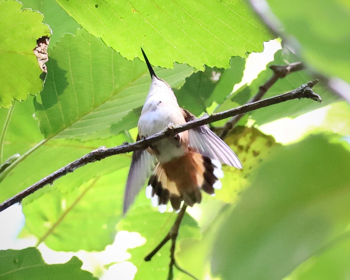 Rufous Hummingbird - ML623123720