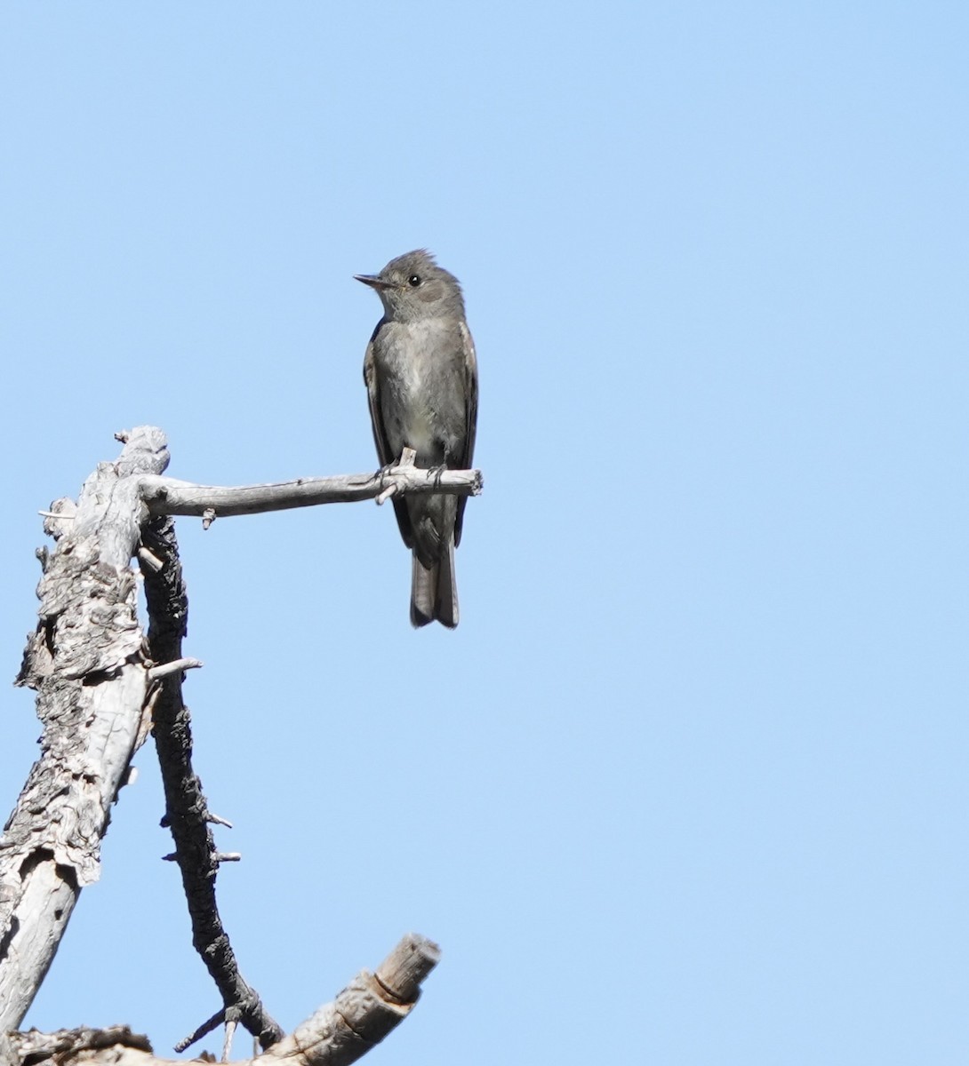 Western Wood-Pewee - John Rhoades