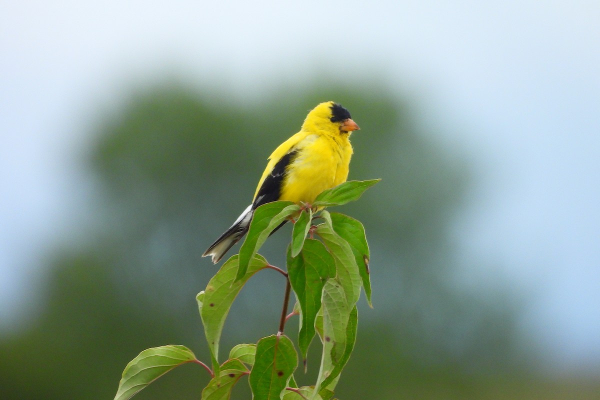 American Goldfinch - Betty Lou Peckham