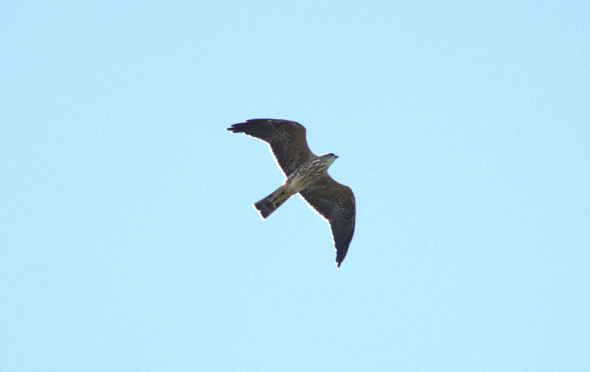 Mississippi Kite - ML623123866