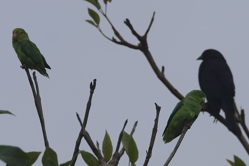 Turquoise-winged Parrotlet - ML623123876