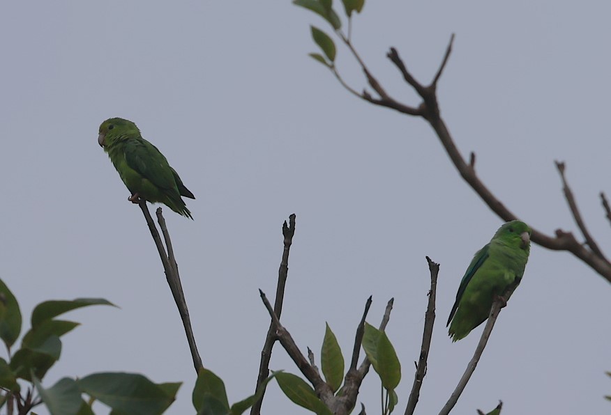 Turquoise-winged Parrotlet - ML623123877