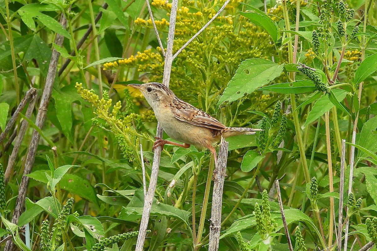 Sedge Wren - ML623123981