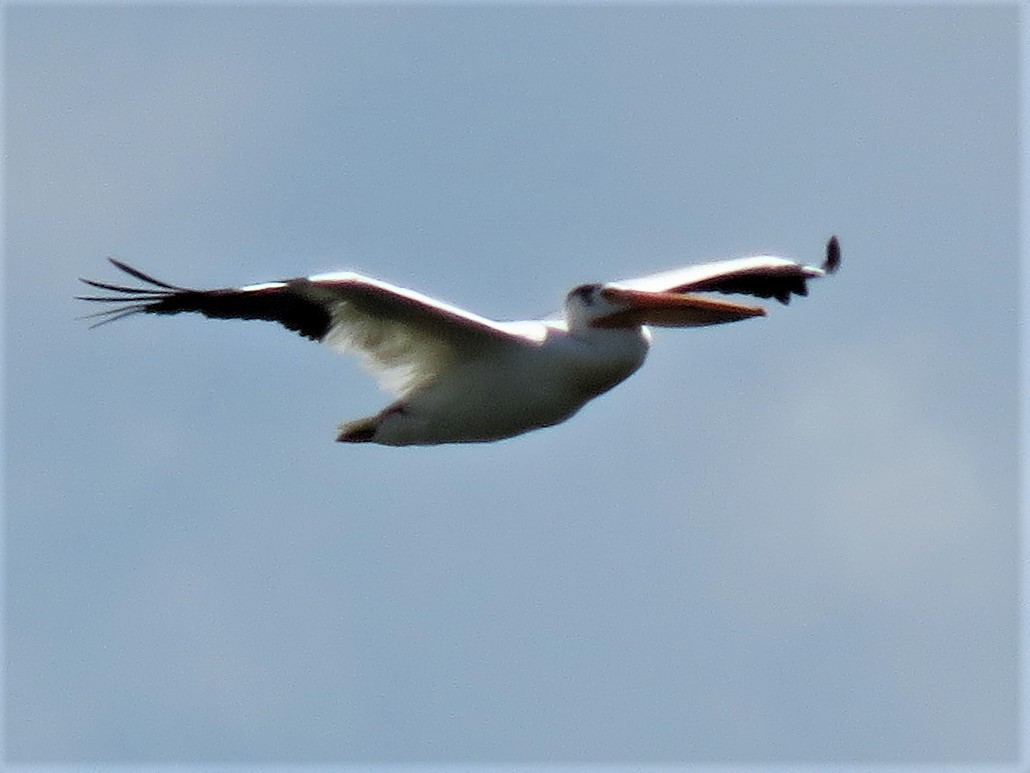 American White Pelican - ML62312401