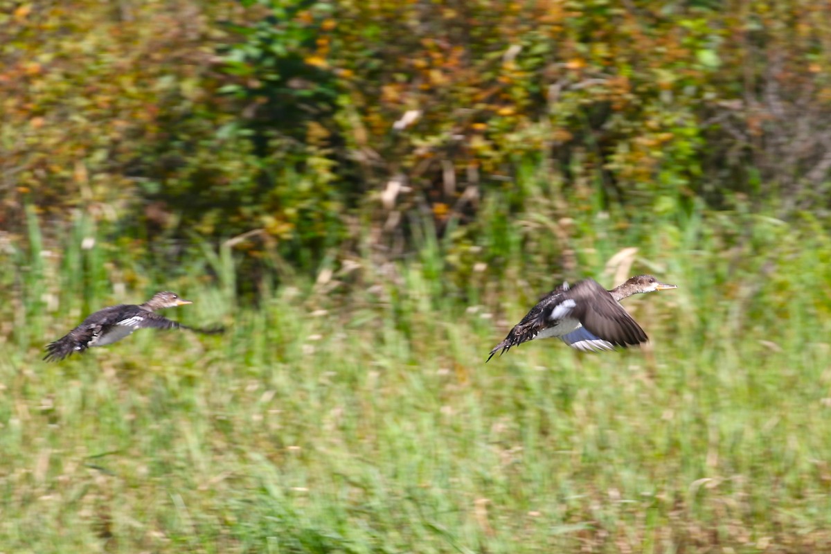 Hooded Merganser - ML623124046