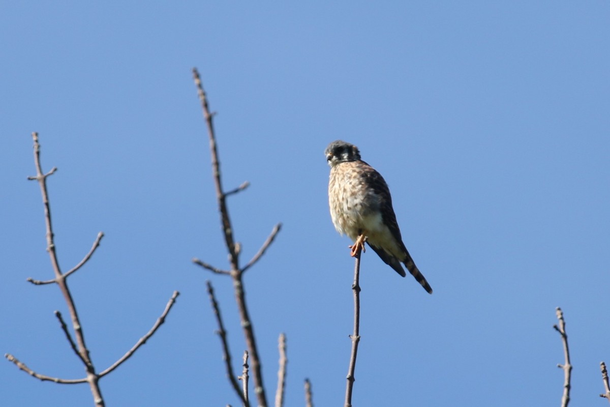 American Kestrel - ML623124053