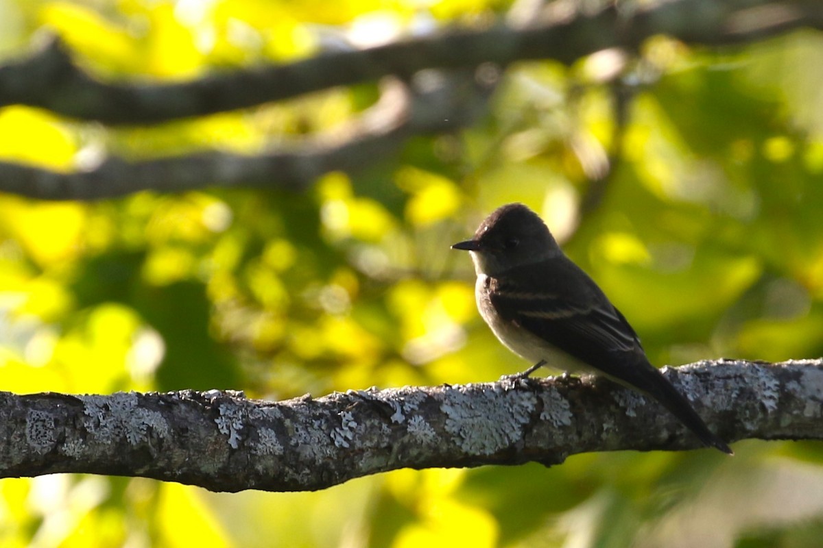 Eastern Wood-Pewee - ML623124058