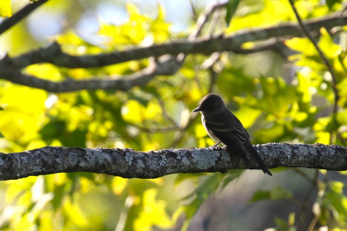 Eastern Wood-Pewee - Ethan Ring