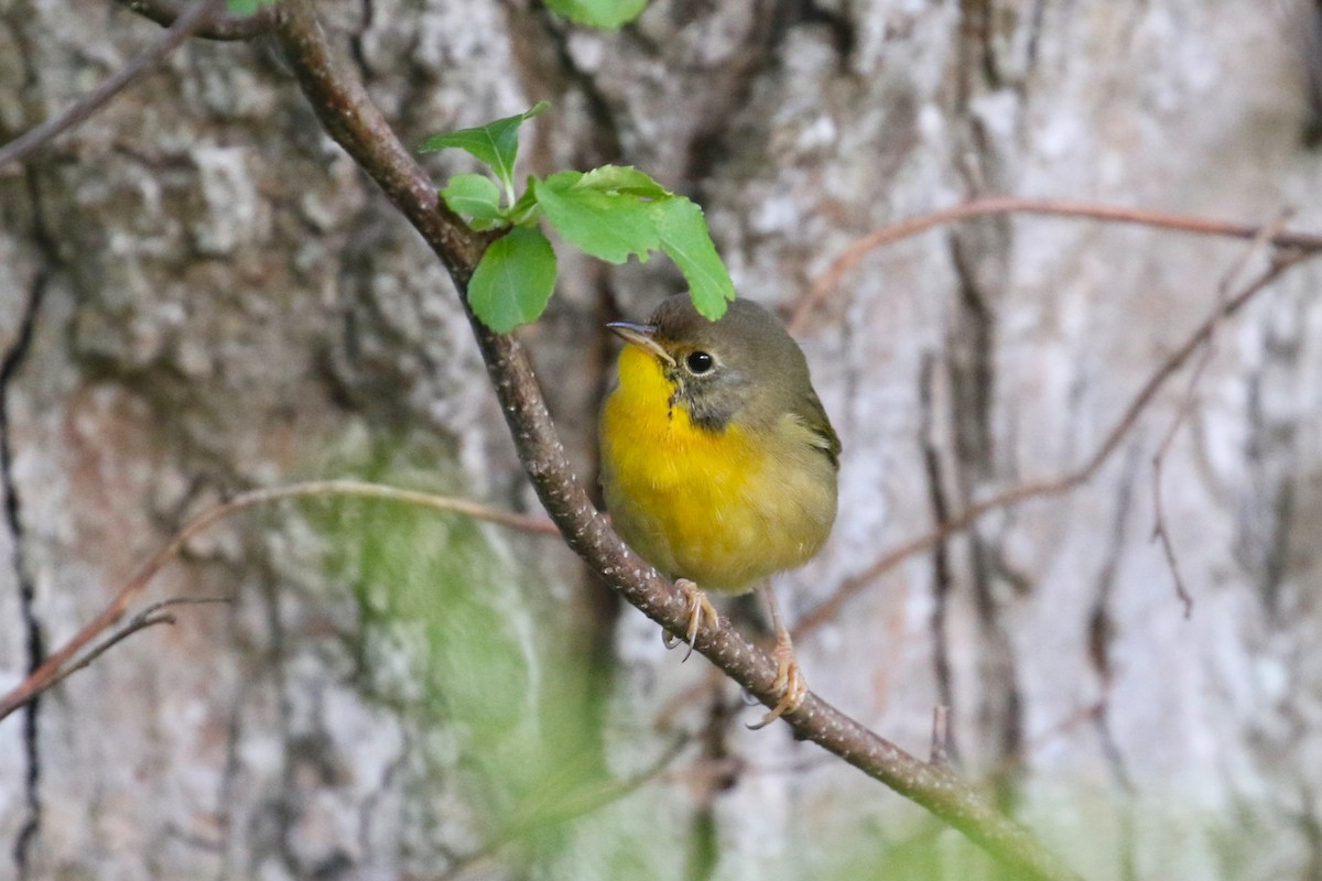 Common Yellowthroat - ML623124113