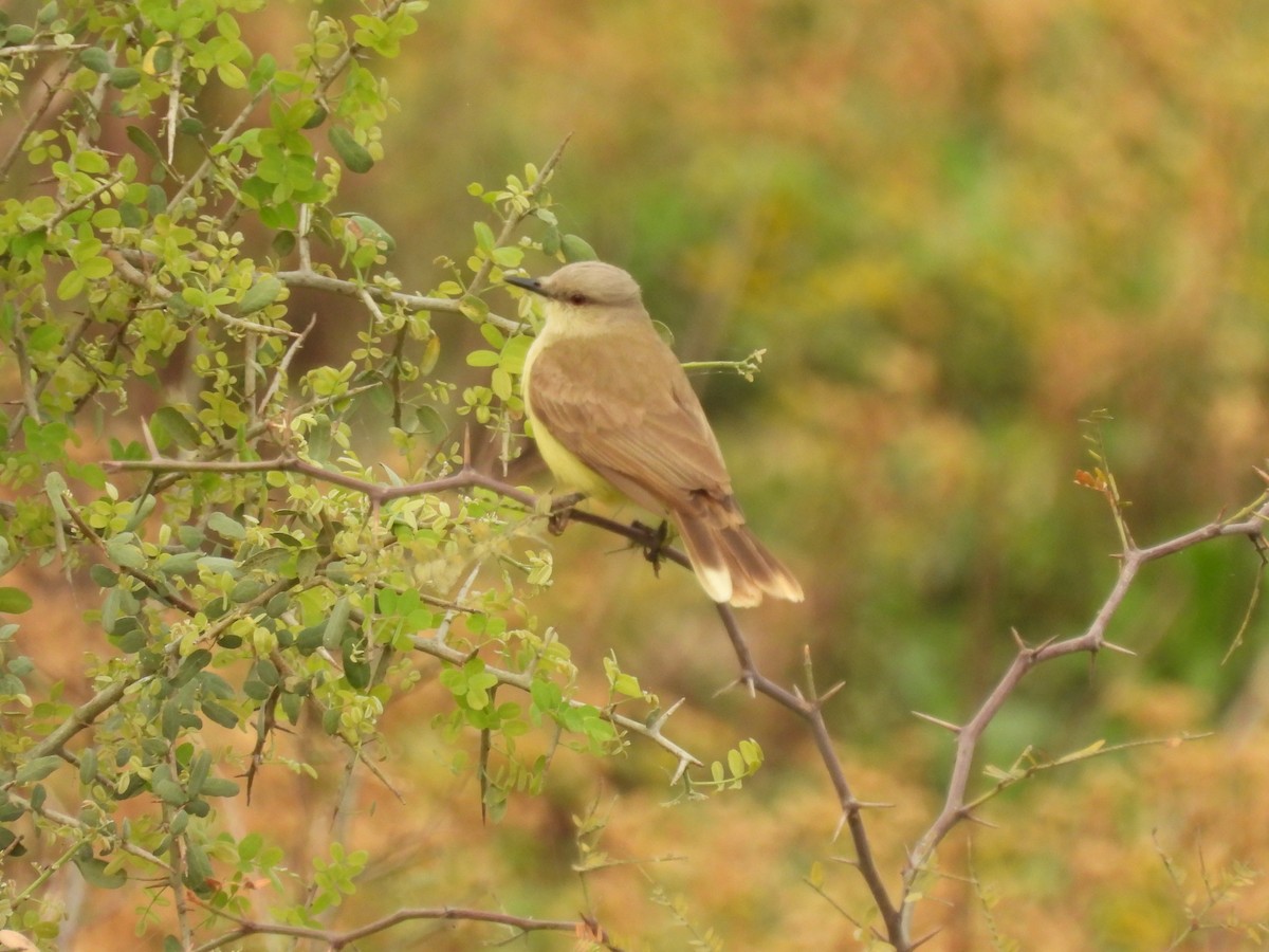 Cattle Tyrant - ML623124126
