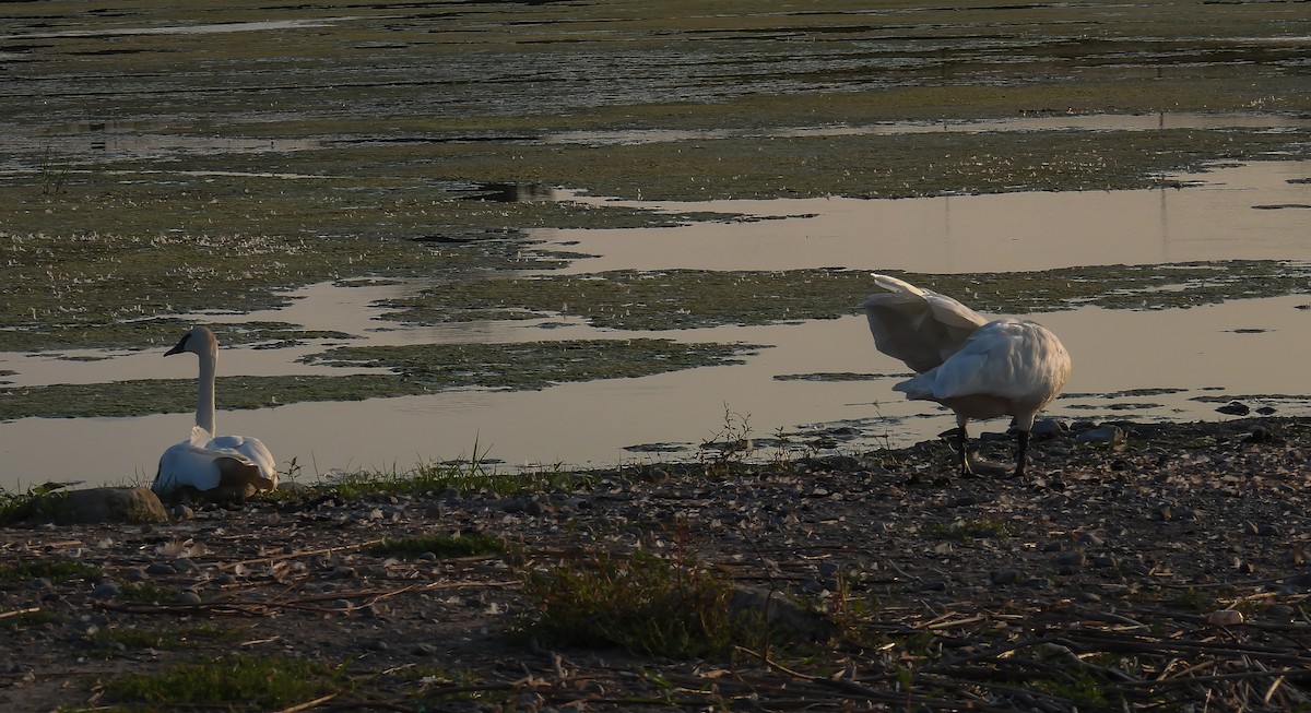 Trumpeter Swan - ML623124239